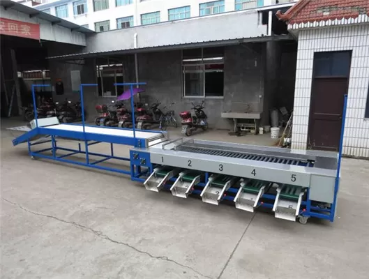 China dates cleaning drying sorting machine, dates washing drying grading machine supplier